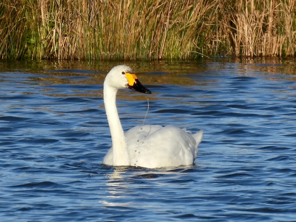 Bewick's Swan photographed at Slimbridge, showing its distinctive bill pattern.