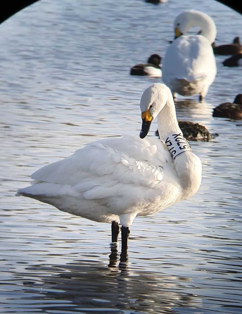 Bewick's Swan photographed in Gloucestershire.