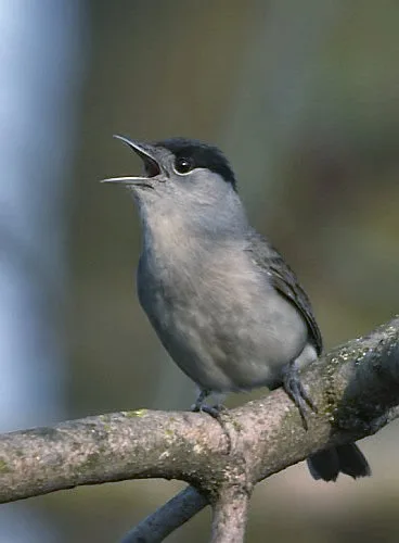 Sylvia atricapilla (Blackcap) ♂