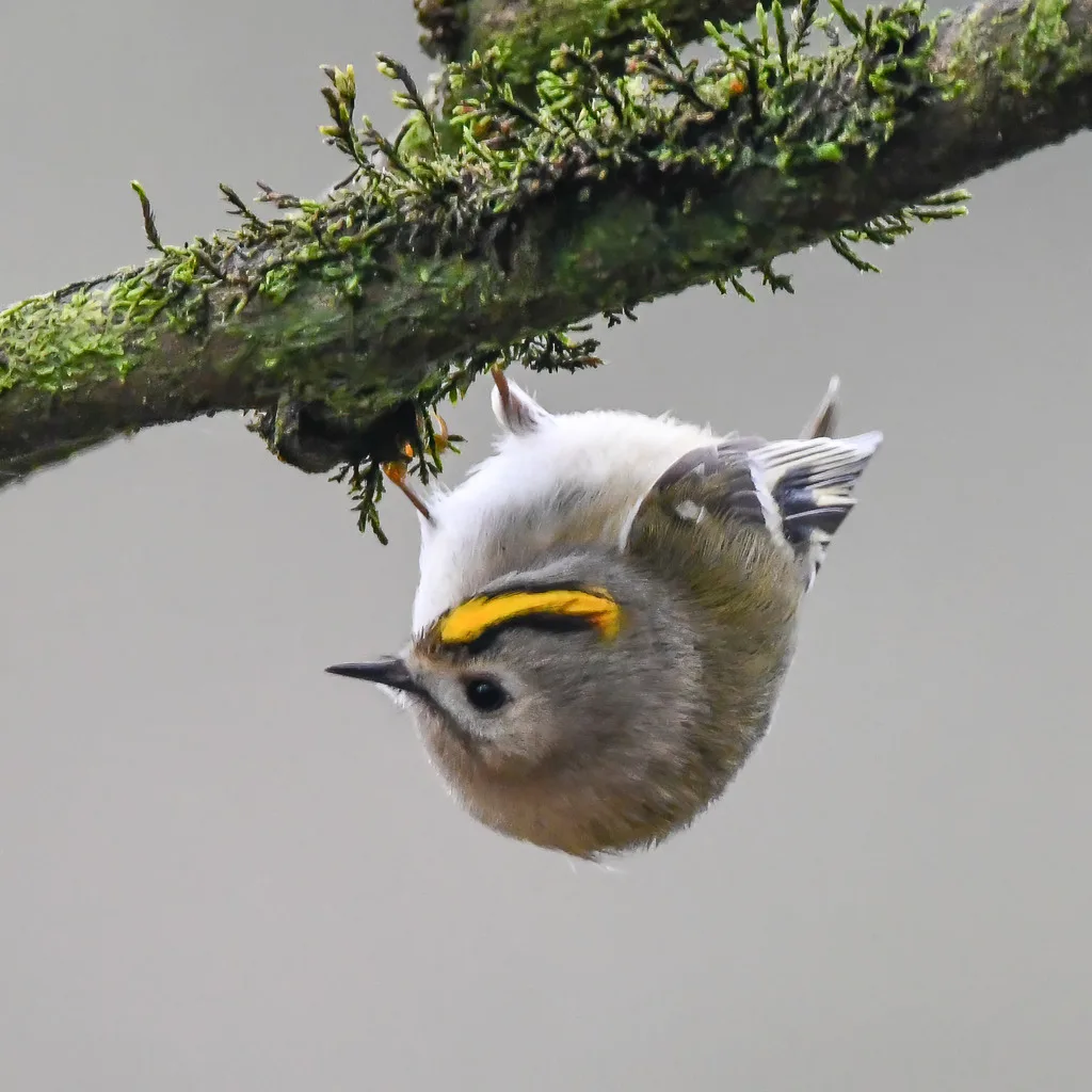 Goldcrest (Regulus regulus), photographed at Cardiff