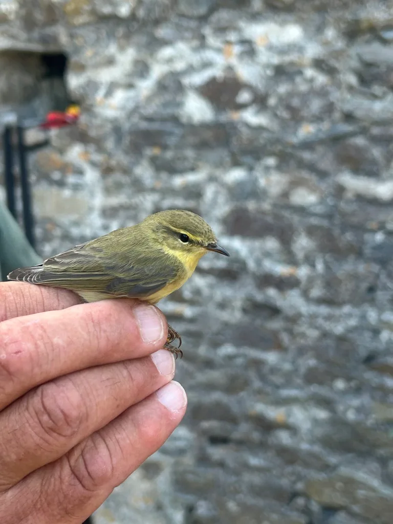 Willow Warbler (Phylloscopus trochilus), photographed at Devon