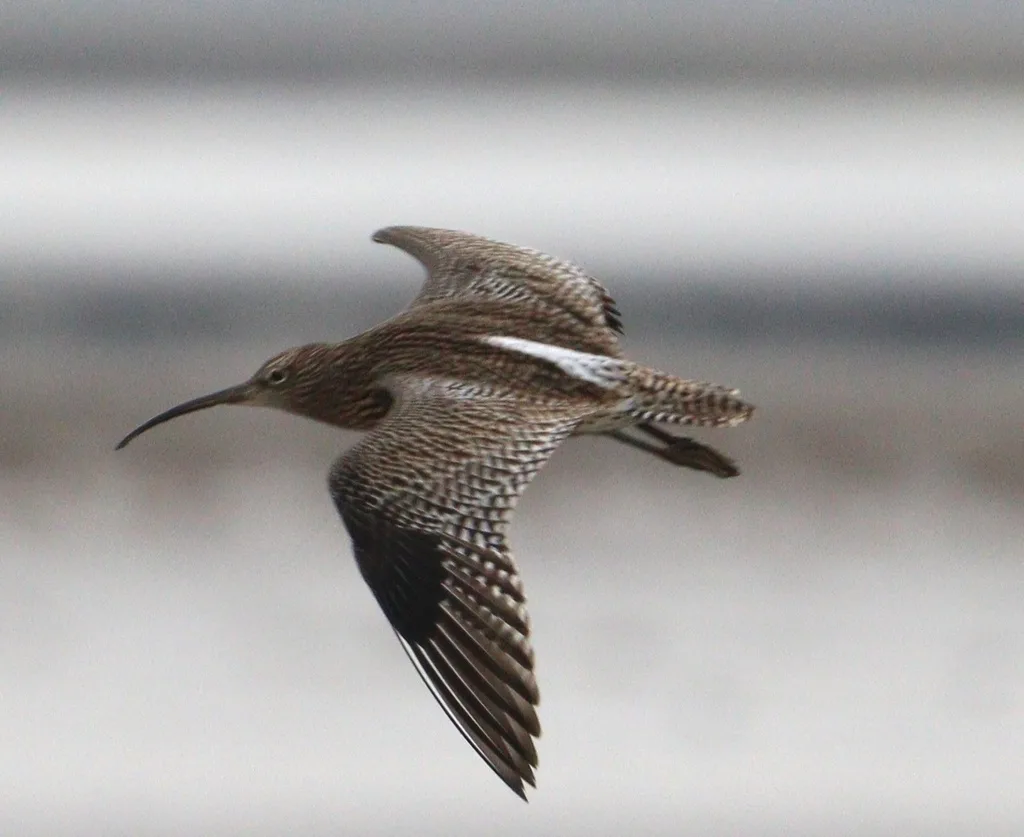 Eurasian Curlew (Numenius arquata), photographed at Dee Estuary
