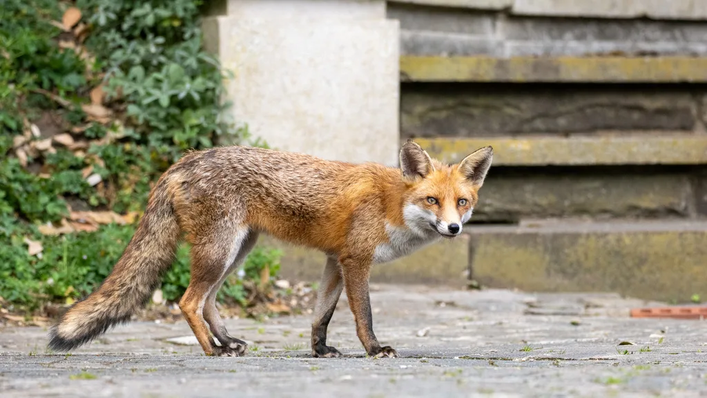 Red fox photographed at Swain's Lane.
