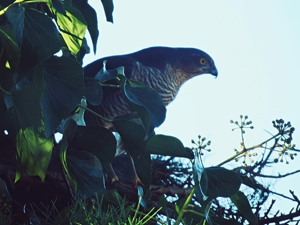 Eurasian Sparrowhawk (Accipiter nisus)