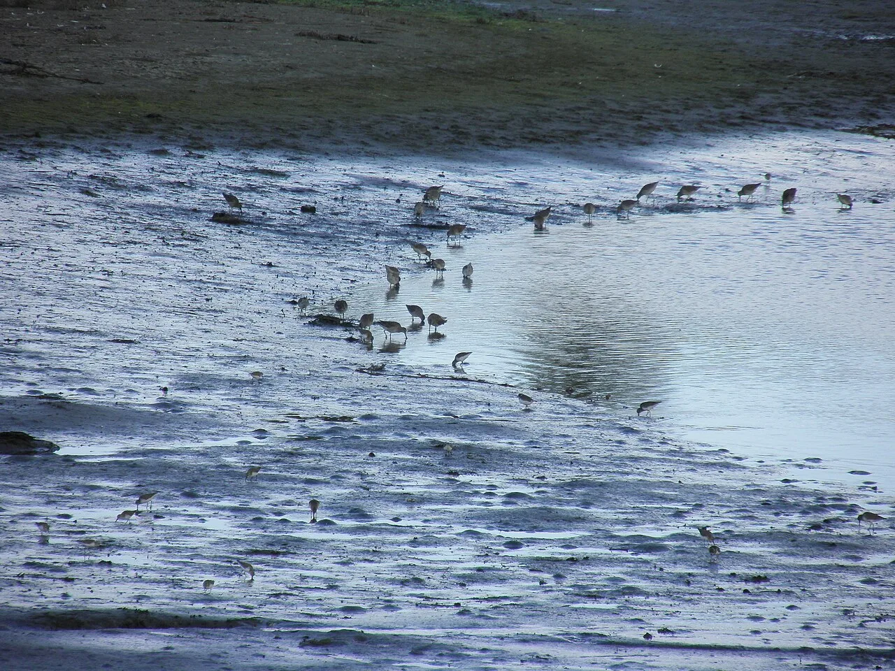 Mixed flock of wading birds standing on exposed mudflats at the San Diego River estuary at low tide, with water and shoreline in the background.