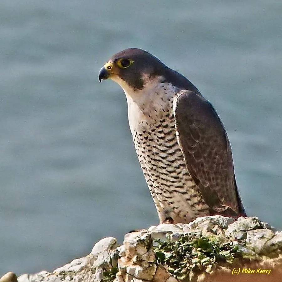 Peregrine Falcon in flight, photographed at Seaford Head West